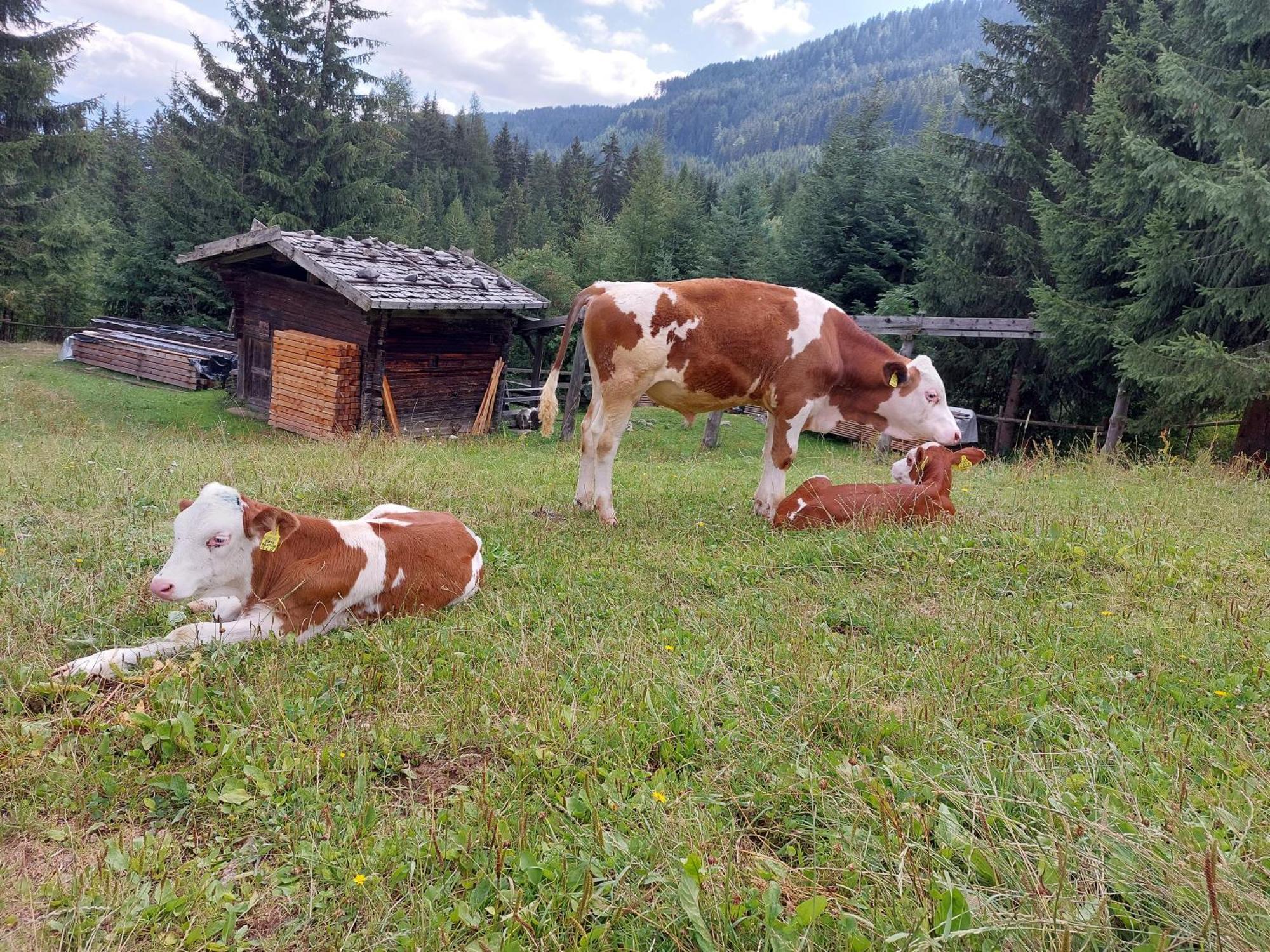 Blosegghof Bergchalets Waldblick Рачинес Экстерьер фото